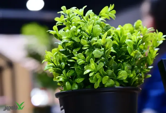 فروشگاه خرید درخت مصنوعی